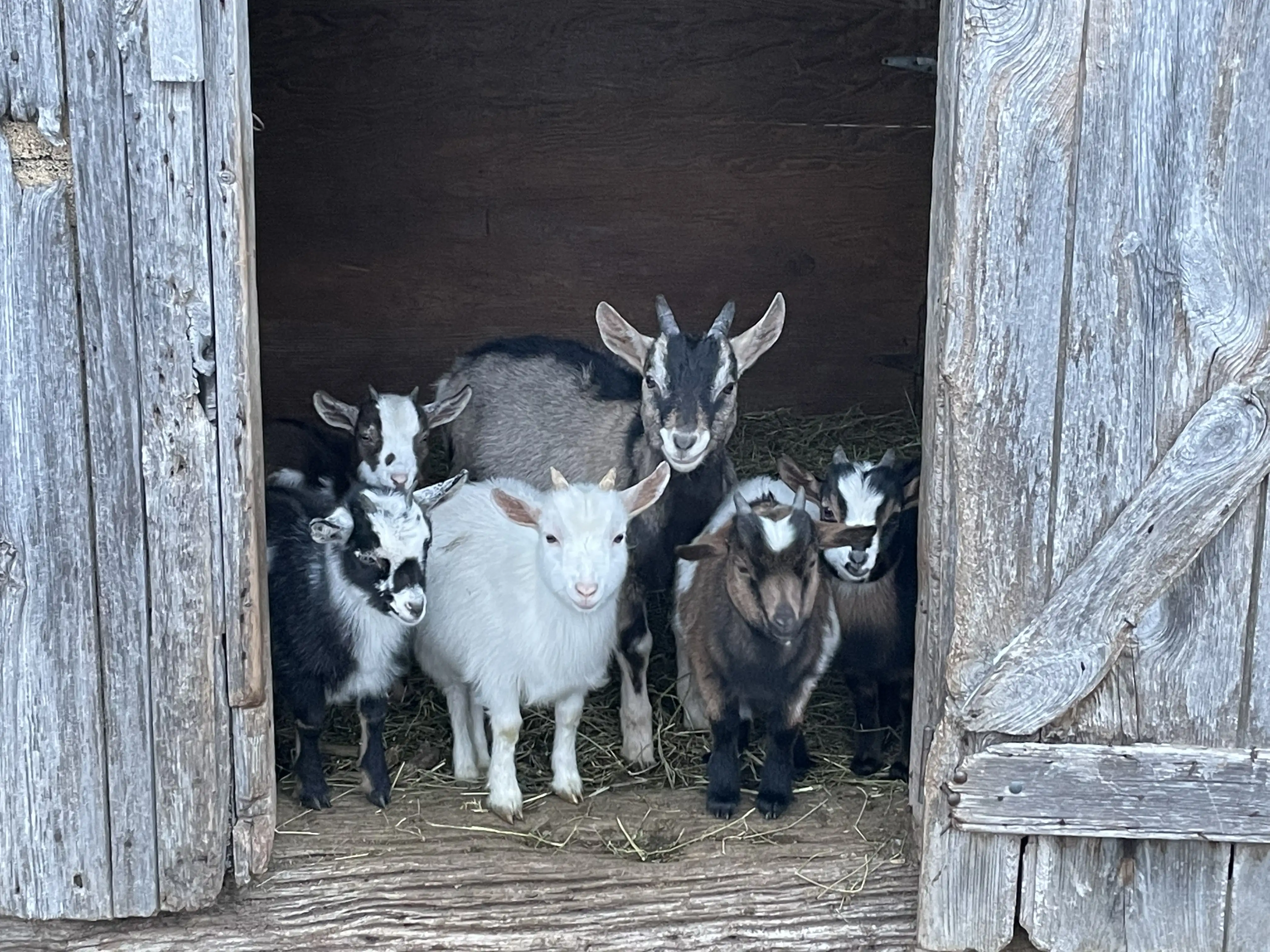 Goats at the entrance of the wooden barn at Rock-K-Ranch